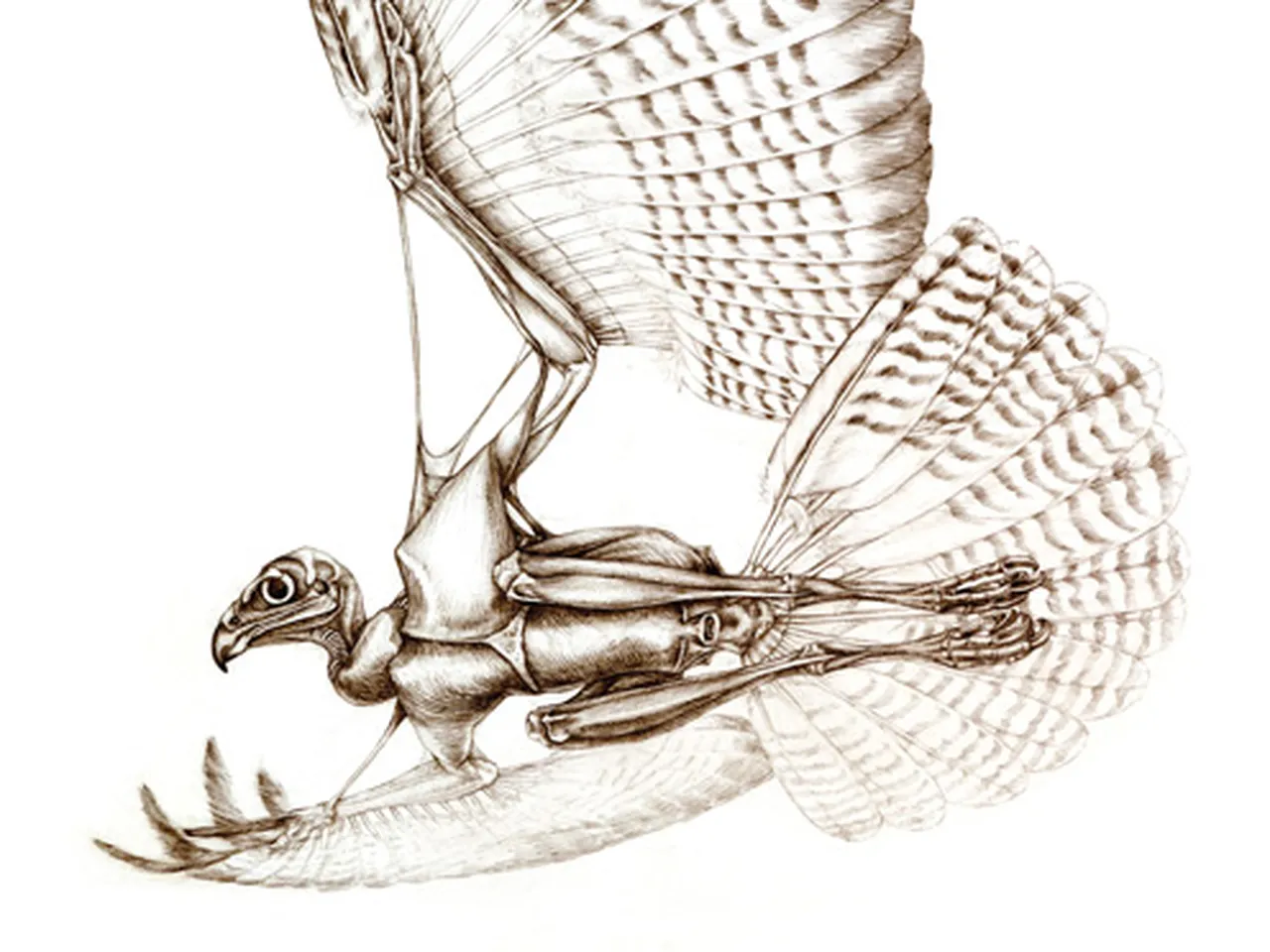 The Unfeathered Bird